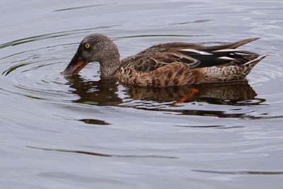 Northern shoveler - male