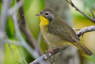 Juvenile male common yellowthroat