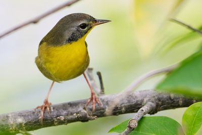 Juvenile male common yellowthroat