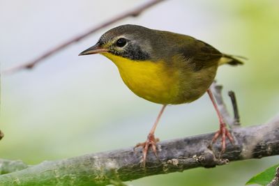 Juvenile male common yellowthroat