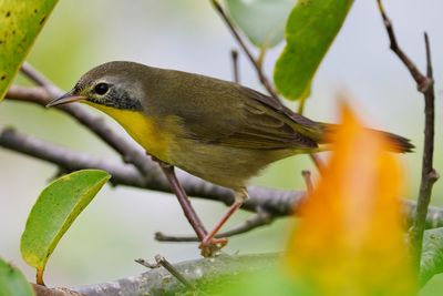 Juvenile male common yellowthroat