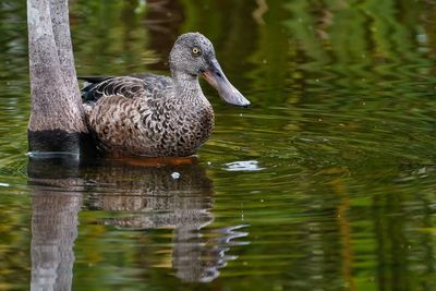 Northern shoveler - male