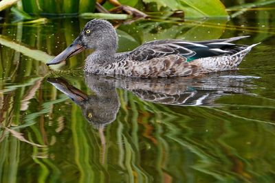 Northern shoveler - male