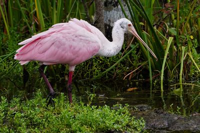 Young roseate spoonbill