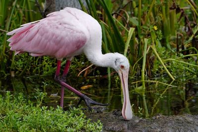 Young roseate spoonbill