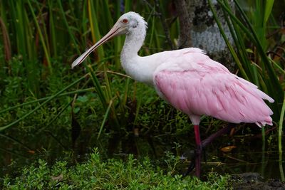 Young roseate spoonbill