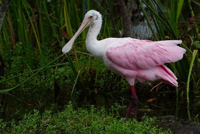 Young roseate spoonbill