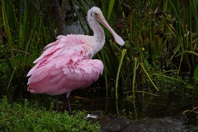 Young roseate spoonbill