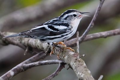 Black-and-white warbler