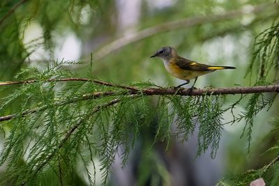 Female American redstart