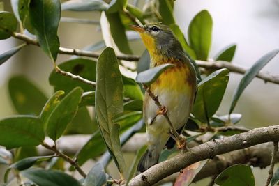 Northern parula