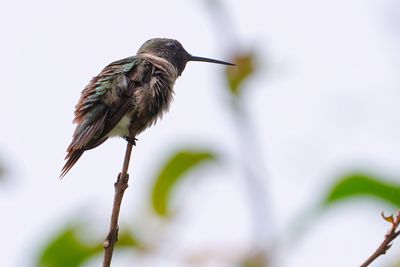 Male ruby-throated hummingbird