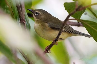 Black-throated blue warbler - female
