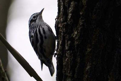 Black-and-white warbler