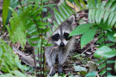 Young raccoon