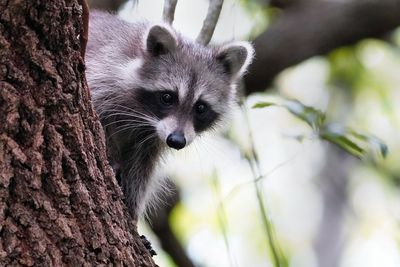 Young raccoon