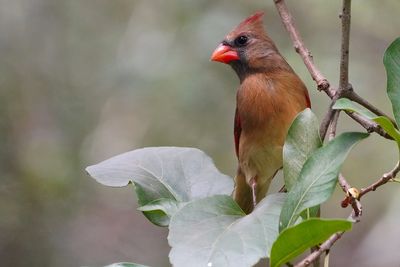 Female northern cardinal