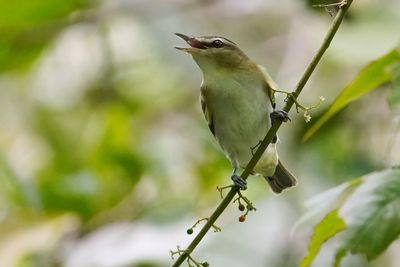 Red-eyed vireo