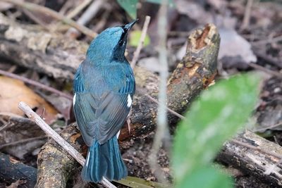 Black-throated blue warbler - male