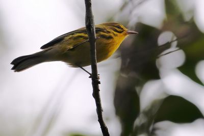 Prairie warbler