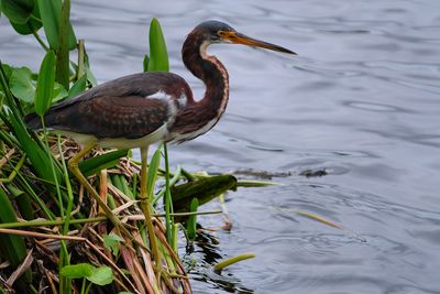 Juvenile tricolored heron
