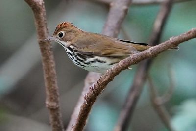 Ovenbird