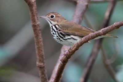 Ovenbird