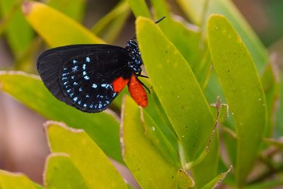 Atala butterfly