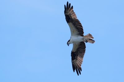 Osprey in flight