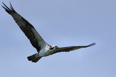 Osprey in flight