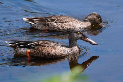 Northern shoveler male and female