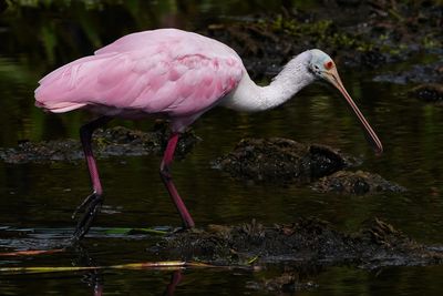 Roseate spoonbill