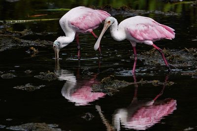 Roseate spoonbills