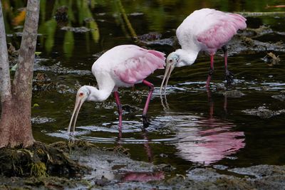 Roseate spoonbills