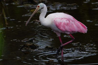 Roseate spoonbill