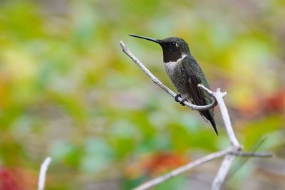Ruby-throated hummingbird - male