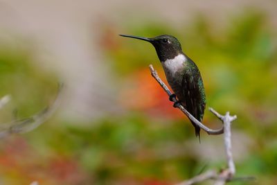 Ruby-throated hummingbird - male