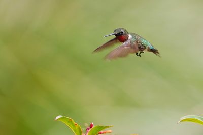 Ruby-throated hummingbird - male