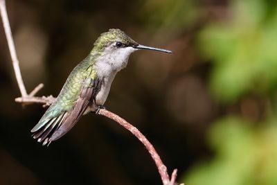 Ruby-throated hummingbird - female