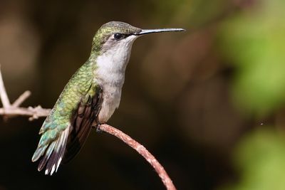 Ruby-throated hummingbird - female