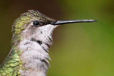 Ruby-throated hummingbird - female super closeup