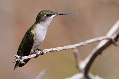Ruby-throated hummingbird - female