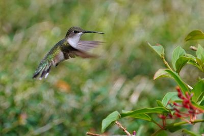 Ruby-throated hummingbird - female