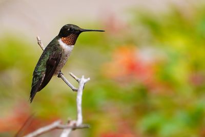 Ruby-throated hummingbird - male