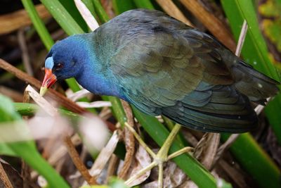 Purple gallinule