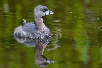 Pied-billed grebe