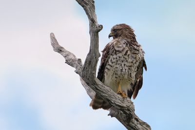 Red-shouldered hawk