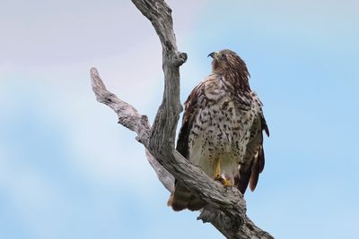 Red-shouldered hawk