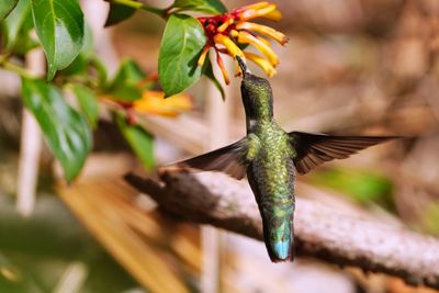 Female ruby-throated hummingbird