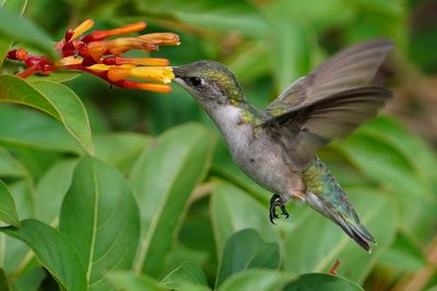Female ruby-throated hummingbird